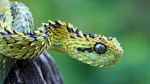 Atheris hispida aka hairy bush viper. I was happy to see 2 more of these  cool snakes after my first one was deep in shed. The keeled scales…