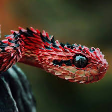 red viper
